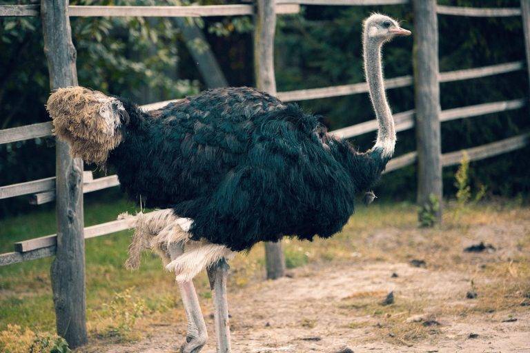 Avestruz standing in a grassy field, showcasing its large size and distinctive long legs and neck.